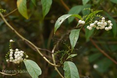 Tournefortia reticosa